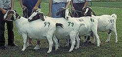 German Goats