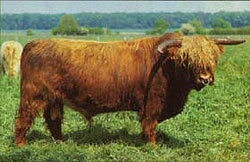 German Highland cattle