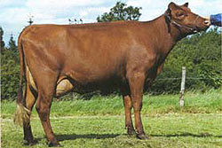 Red Cattle