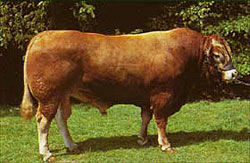 German Limousin