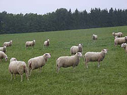German Ostfrisian Milk Sheep