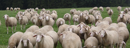 German Merinoland Sheep